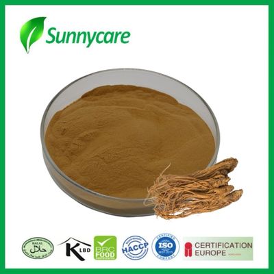 Chiết xuất Dong Quai Angelica sinensis Tăng khả năng miễn dịch Thực phẩm chức năng Nước uống năng lượng